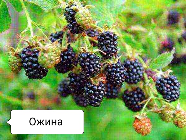 Лісові ягоди | Тест з природознавства – «На Урок»