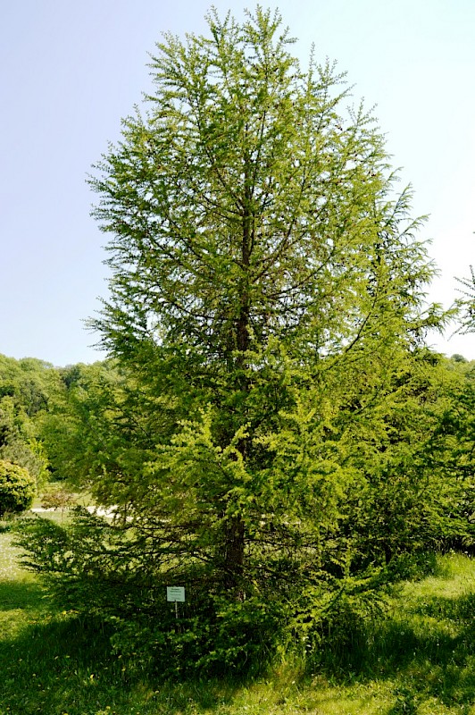 лиственница европейская larix decidua. лиственница сибирская и даурская. лиственница сибирская царство. лиственница европейская паспорт растения. лиственница европейская отдел.